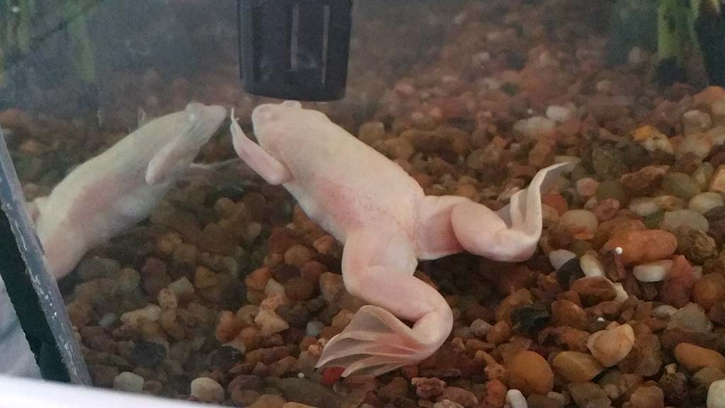 Xenopus laevis