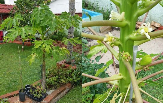 Die Papaya hat endlich Früchte!