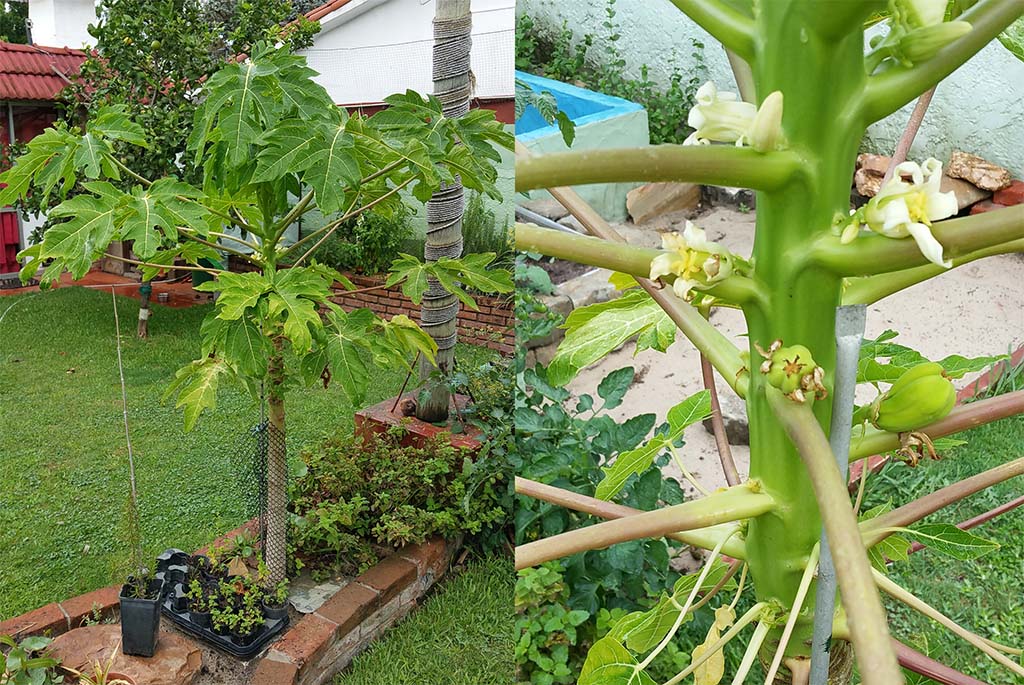 Papaya mit den ersten Früchten