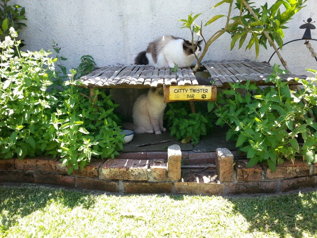 Alice und Ana in der "Catty Twister Bar" - Catnip all you can sniff