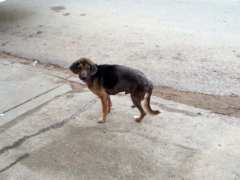 Auch ein Fall für Cotryba - ein kranker, vernachlässigter Hund