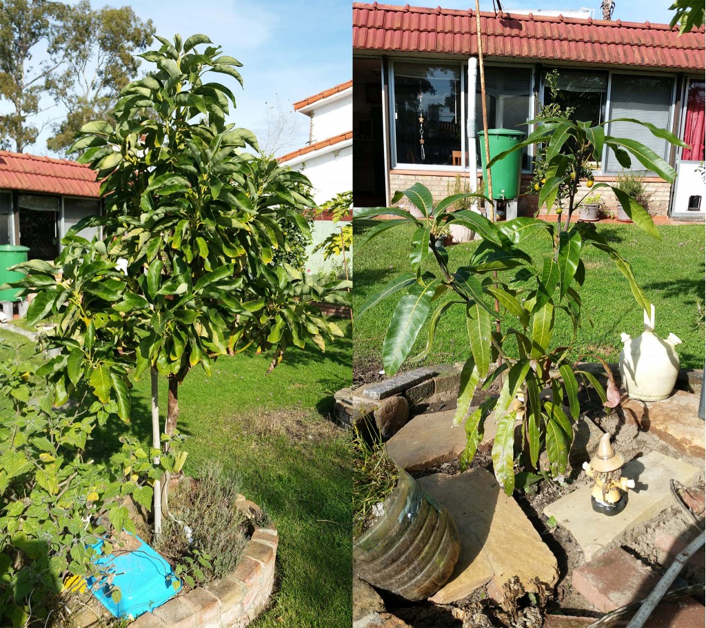 Links eine Palta (Avocado) und rechts die Mango.