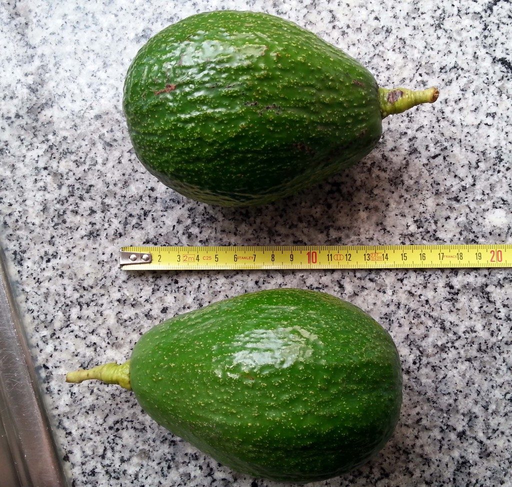 Avocado Frucht