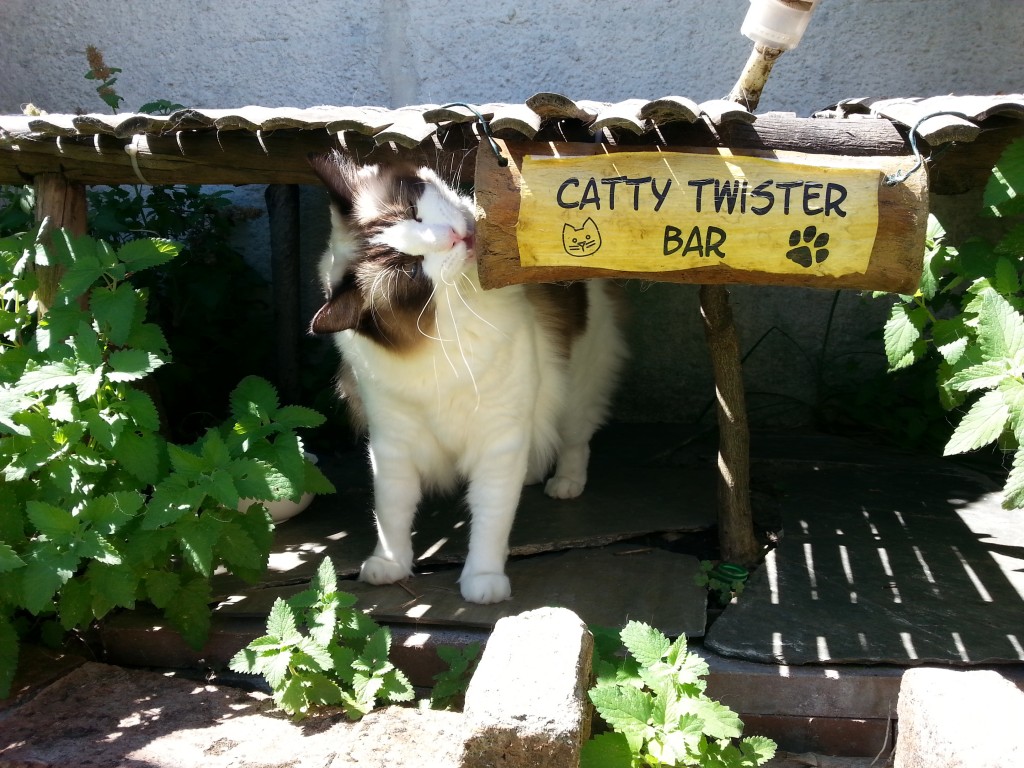 Alice in der Catty Twister Bar
