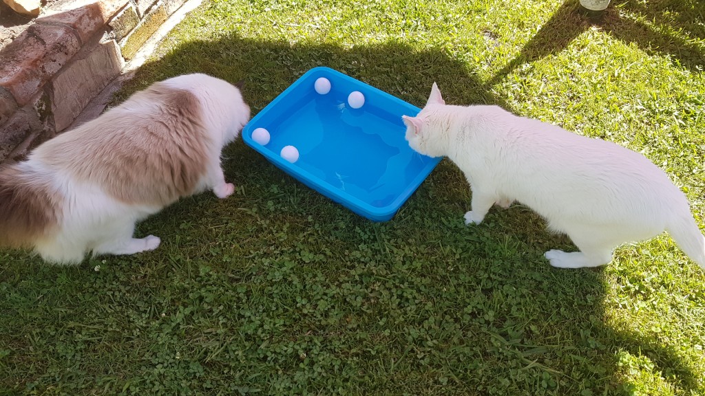 Alice und Columbo bei den Wasserspielen