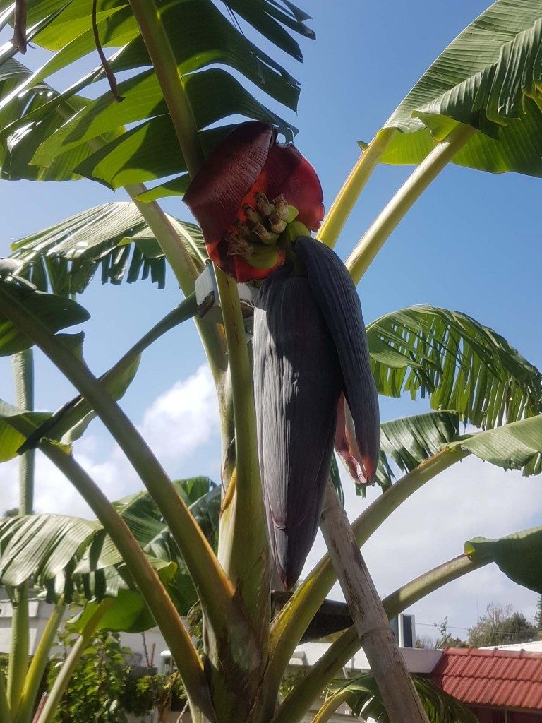 Neuer Fruchtstand an unserer Bananenstaude.