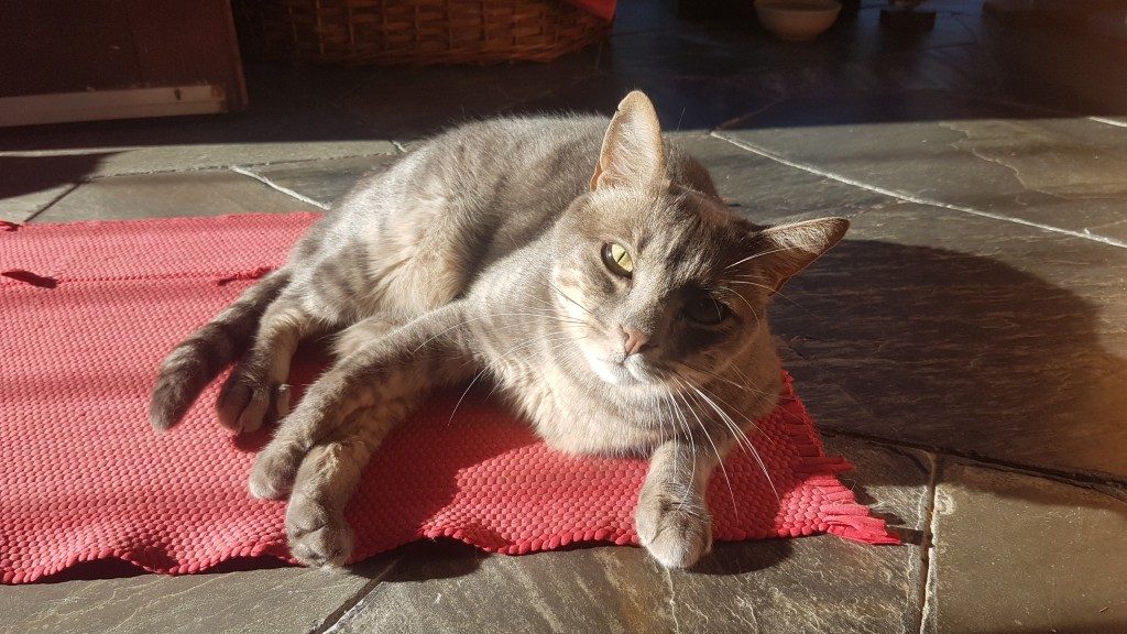 Kalani genießt ein Sonnenbad