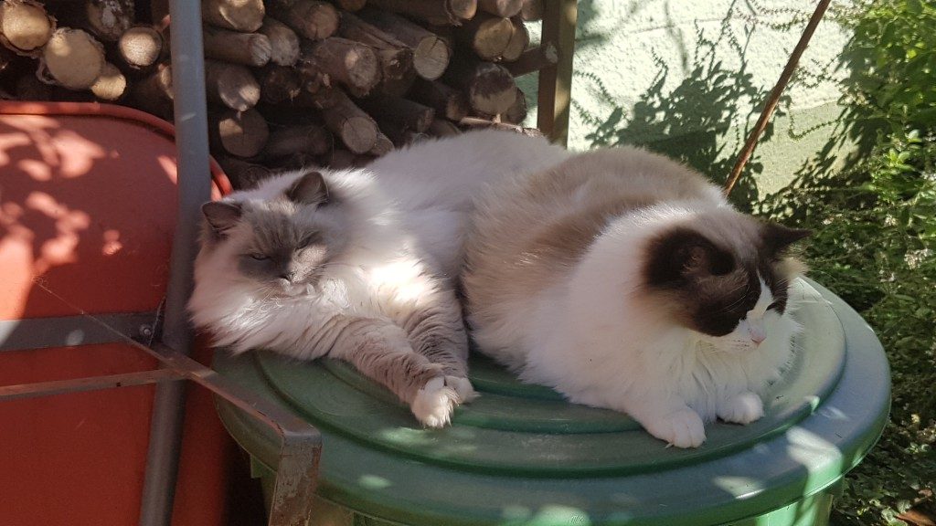 CajunRagdolls Ana und Alice