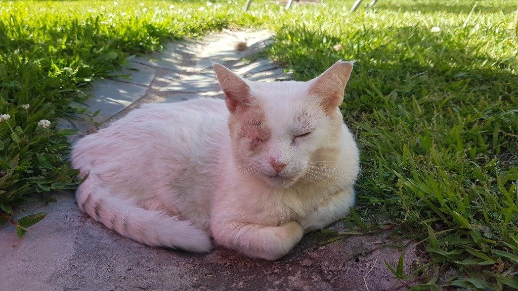 Sonne gibt's für Columbo nur noch mit Sonnenschutz auf den empfindlichen Stellen