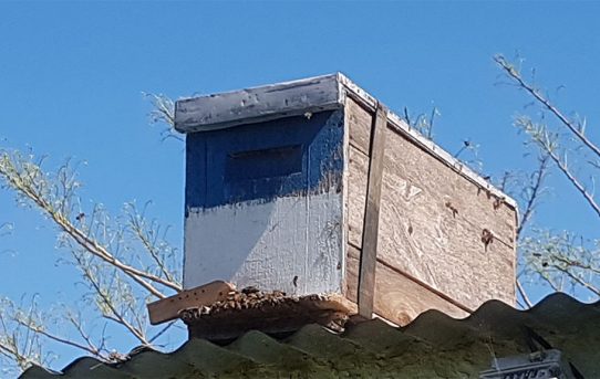 Bienen in Uruguay