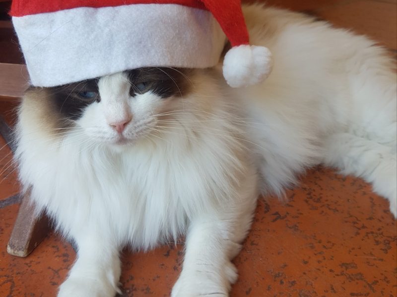 Unser Weihnachts Elf Alice