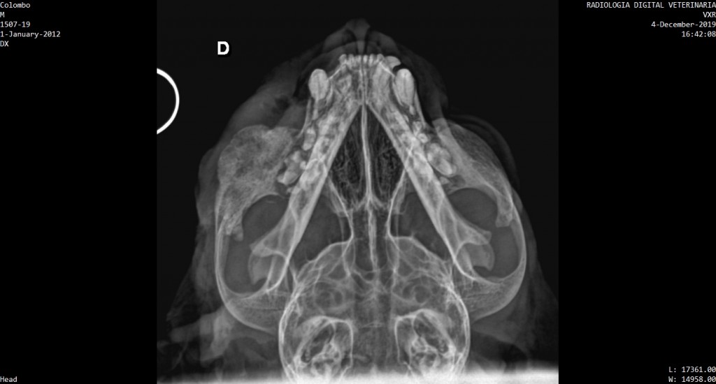 Digitales Röntgenbild des Kopfes