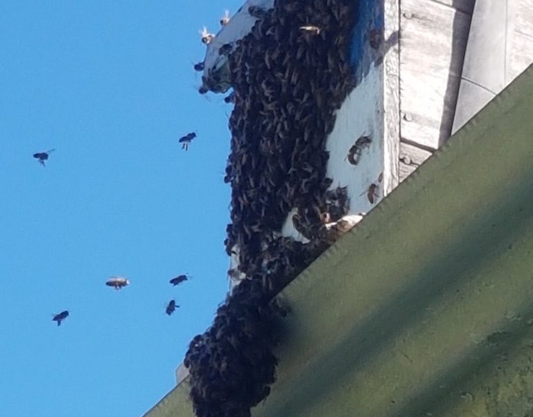 Bienenvolk beim Einzug
