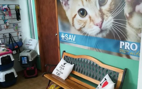 Katzenfreundliche Tierarztpraxis in Atlántida