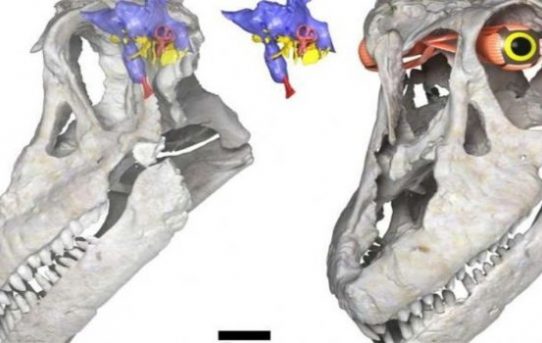 Argentinien: Forscher entdecken neue Titanosauria-Art in Patagonien