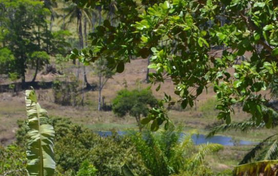Lateinamerika: Engagement zum globalen Wiederaufbau der Wälder zahlt sich aus