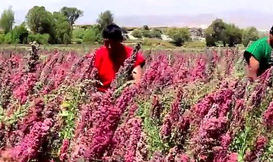 Peru: Quinoa-Boom bricht alle Rekorde