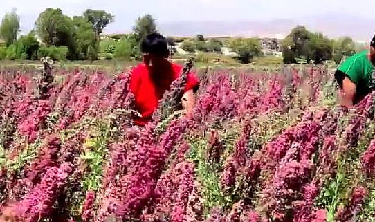 Vorbild Quinoa: Salztolerante Pflanzen züchten