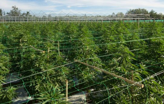 Uruguay produziert medizinisches Cannabis ab Mitte 2018