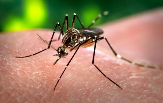 794 Todesfälle durch Dengue, Chikungunya und Zika in Brasilien