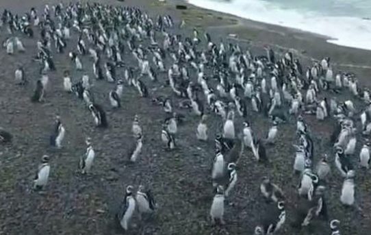 Weltrekord Argentinien: Über eine Million Magellan-Pinguine auf Punta Tombo