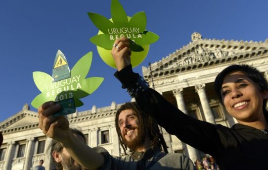 Offizieller Start des Marihuana-Verkaufs in Uruguay