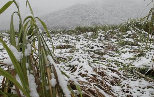 Argentinien: Polare Kältewelle lässt Thermometer auf minus 25 Grad sinken
