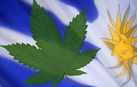 Banken sabotieren Verkauf von Marihuana in Uruguay