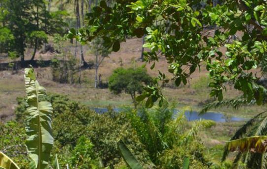 Brasilien: Nationales System zur Herkunftskontrolle von Produkten des Regenwalds