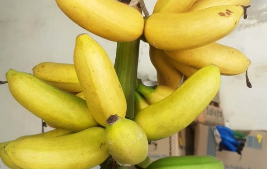 Unsere Banane – eine gute und eine schlechte Nachricht!